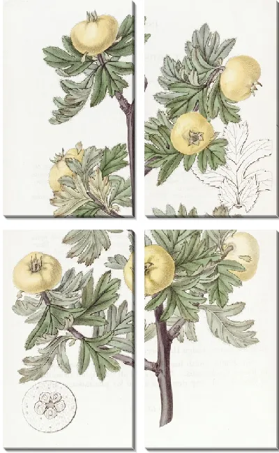 Картина Боярышник пижмоволистный (1815-1819)