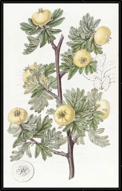Картина Боярышник пижмоволистный (1815-1819)