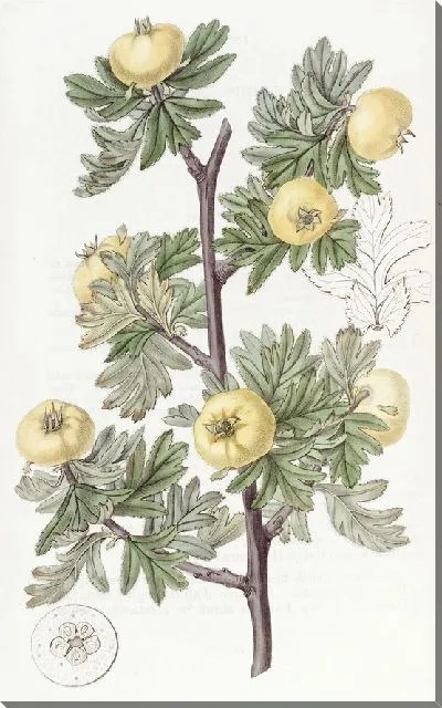 Картина Боярышник пижмоволистный (1815-1819)