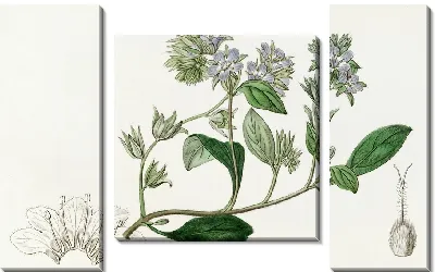 Картина Бродячая эвтока (1815-1819)