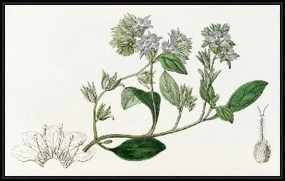 Картина Бродячая эвтока (1815-1819)