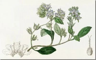 Картина Бродячая эвтока (1815-1819)