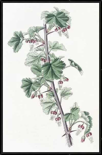 Картина Бродячий крыжовник (1815-1819)