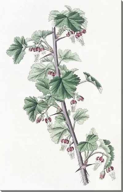 Картина Бродячий крыжовник (1815-1819)