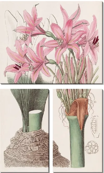 Картина Бэнксиан Амариллис (1815-1819)