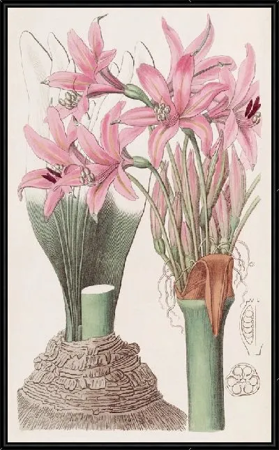 Картина Бэнксиан Амариллис (1815-1819)