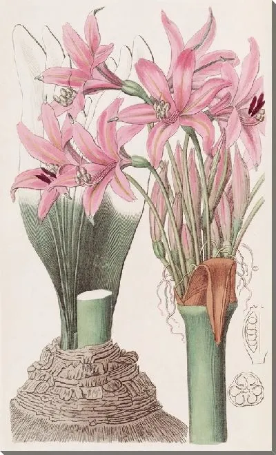 Картина Бэнксиан Амариллис (1815-1819)