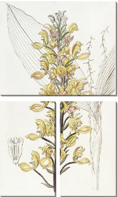 Картина Великолепная Говения (1815-1819)