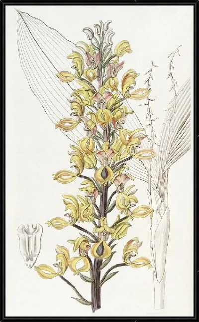 Картина Великолепная Говения (1815-1819)