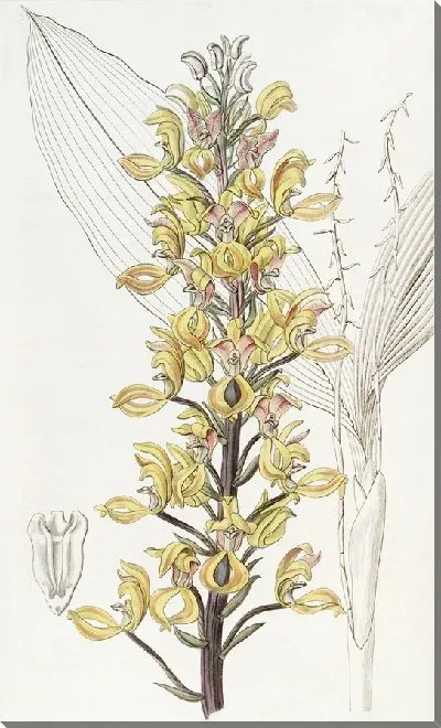 Картина Великолепная Говения (1815-1819)