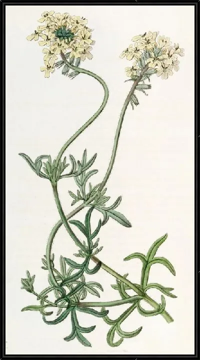 Картина Вербена цвета серы (1815-1819)