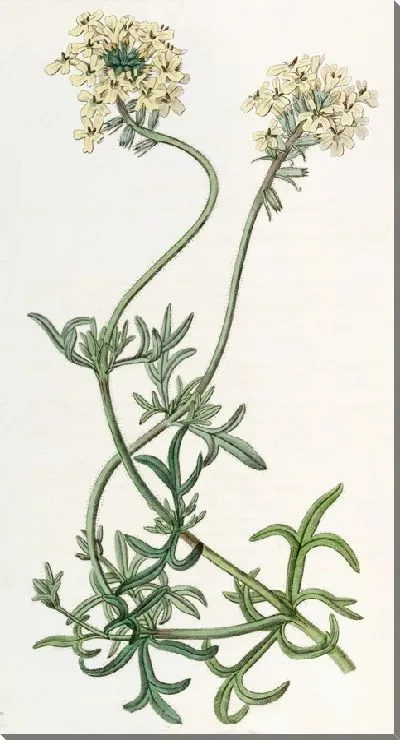 Картина Вербена цвета серы (1815-1819)