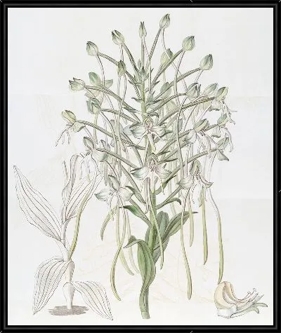Картина Высокая Хабенария (1815-1819)