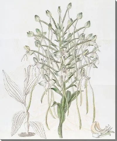 Картина Высокая Хабенария (1815-1819)