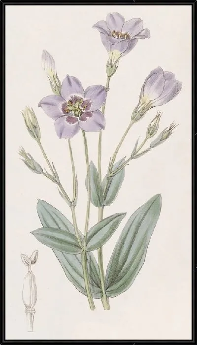 Картина Высокая Эустома (1815-1819)