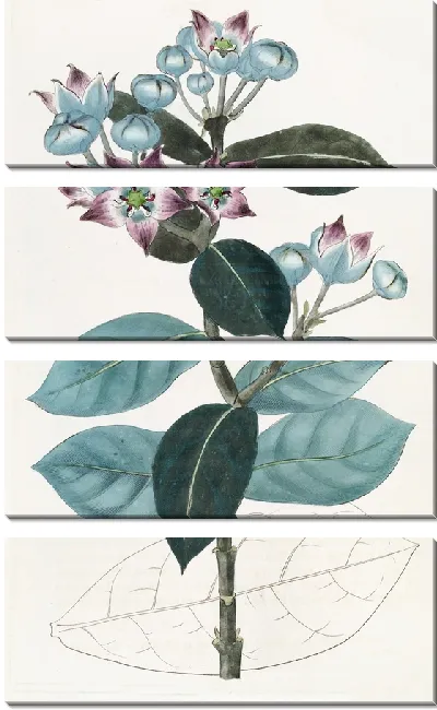 Картина Высокий Калотропис (1815-1819)