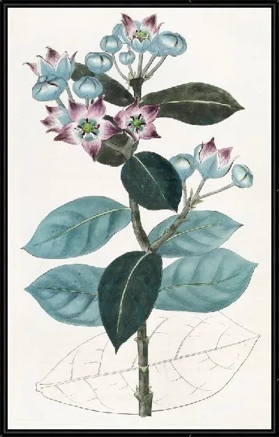 Картина Высокий Калотропис (1815-1819)