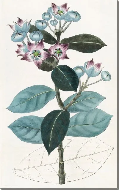 Картина Высокий Калотропис (1815-1819)