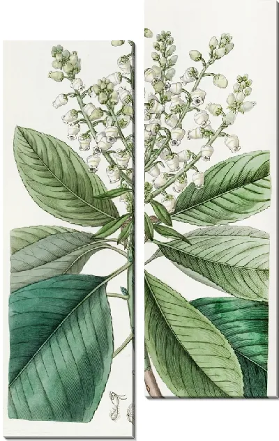 Картина Высокое землячное дерево, или землячное дерево (1815-1819 гг.)