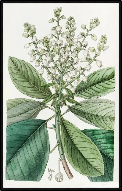 Картина Высокое землячное дерево, или землячное дерево (1815-1819 гг.)