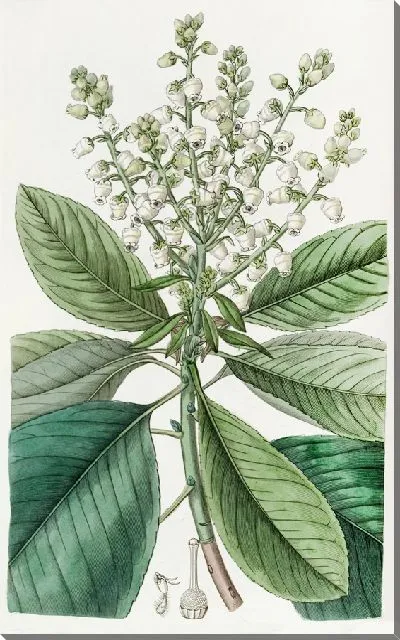 Картина Высокое землячное дерево, или землячное дерево (1815-1819 гг.)