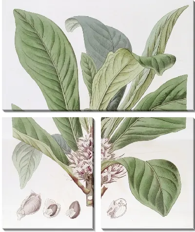 Картина Галипея душистая (1815-1819)