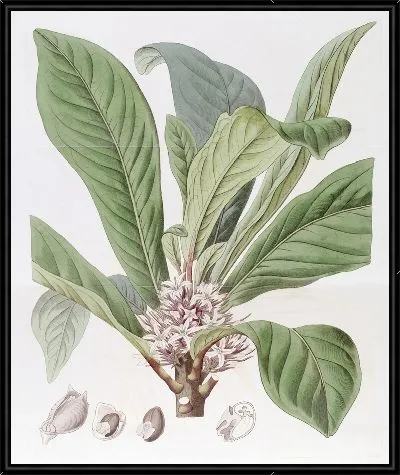 Картина Галипея душистая (1815-1819)