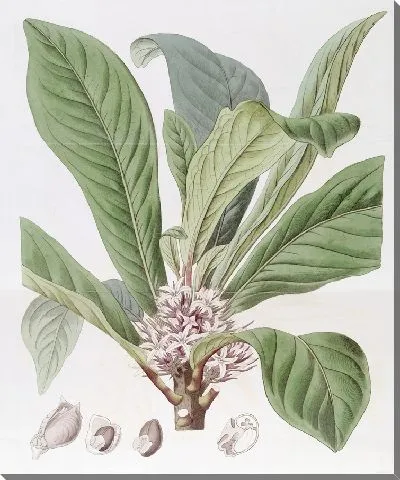 Картина Галипея душистая (1815-1819)
