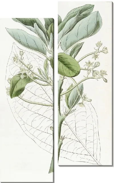 Картина Груша авокадо (1815-1819)