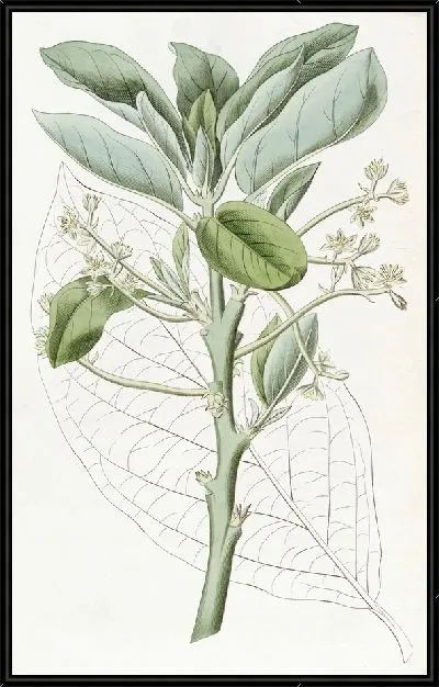 Картина Груша авокадо (1815-1819)