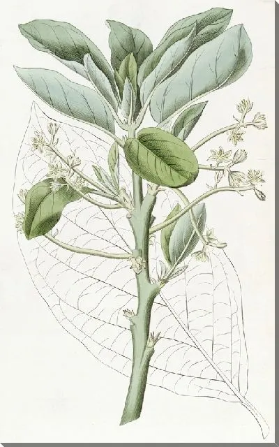 Картина Груша авокадо (1815-1819)