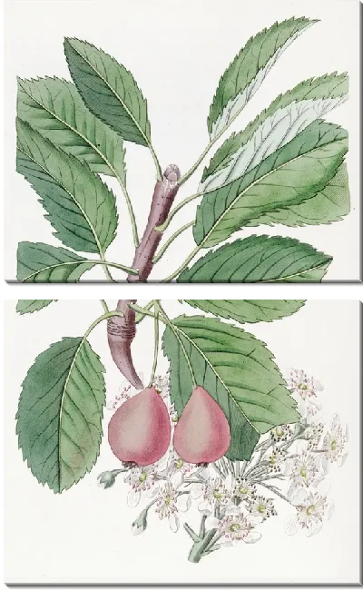 Картина Груша Болвиллера (1815-1819)