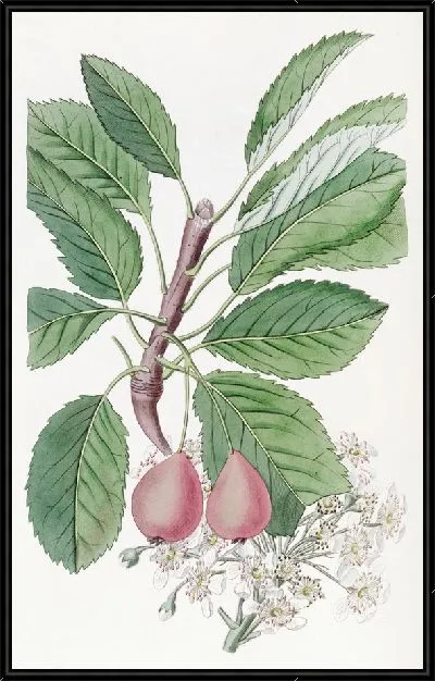 Картина Груша Болвиллера (1815-1819)