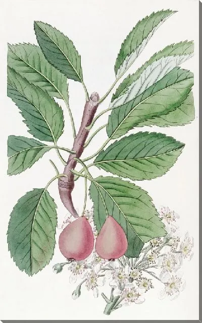 Картина Груша Болвиллера (1815-1819)