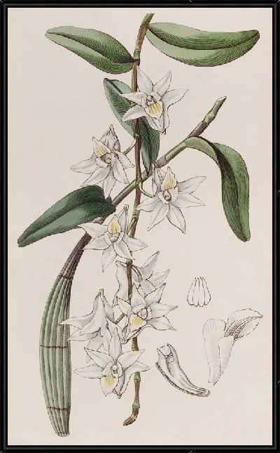 Картина Дендробиум сладкий клубневидный (1815-1819)