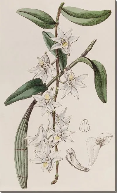 Картина Дендробиум сладкий клубневидный (1815-1819)
