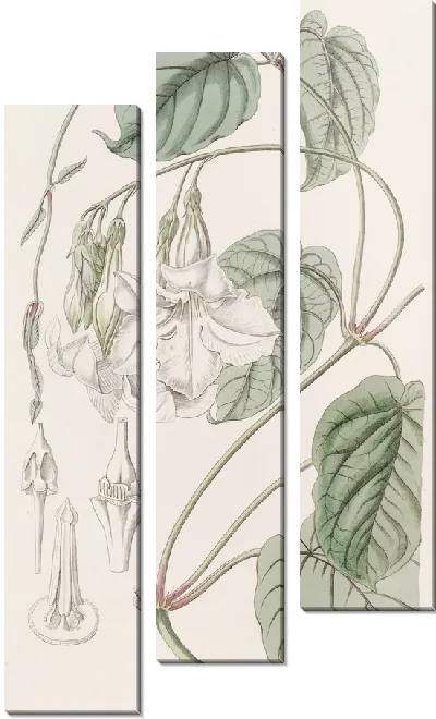 Картина Душистая Мандевилья (1815-1819)