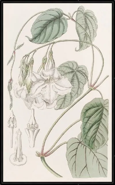 Картина Душистая Мандевилья (1815-1819)