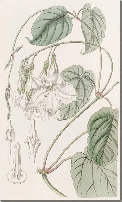 Картина Душистая Мандевилья (1815-1819)
