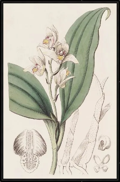 Картина Душистая орхидея для волос (1815-1819)