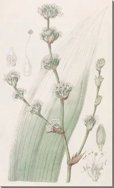 Картина Душистая спиральная нить (1815-1819)
