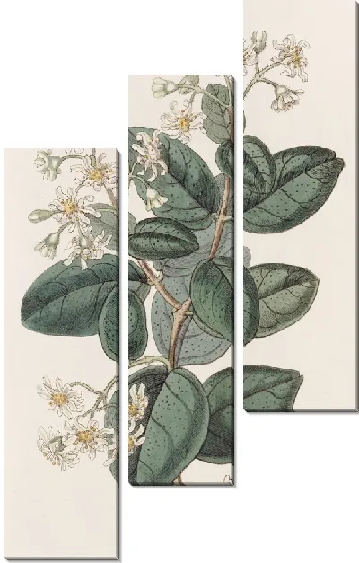 Картина Душистый Болду (1815-1819)