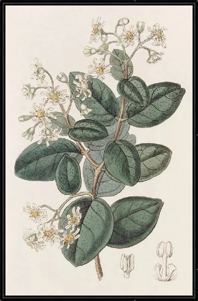 Картина Душистый Болду (1815-1819)