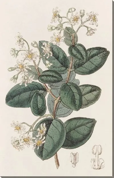 Картина Душистый Болду (1815-1819)