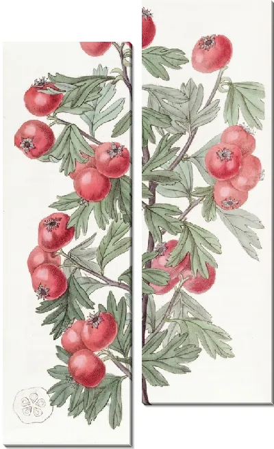 Картина Душистый боярышник (1815-1819)