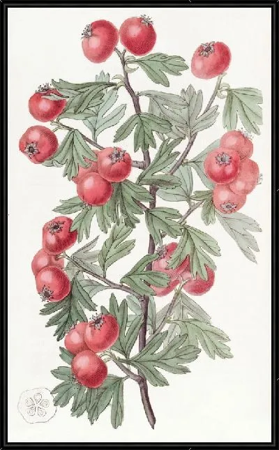 Картина Душистый боярышник (1815-1819)