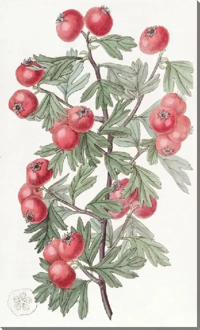 Картина Душистый боярышник (1815-1819)