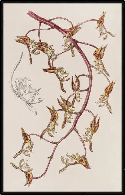 Картина Желтогора Гонвато-коричневая (1815-1819)