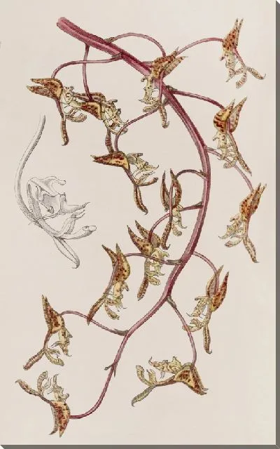 Картина Желтогора Гонвато-коричневая (1815-1819)