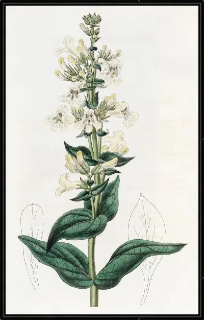 Картина Заостренный пенстемон (1815-1819)